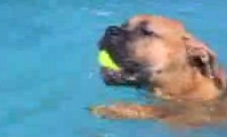 Dog's First Swim